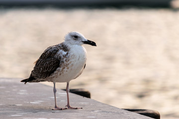 A lone seagull on a concrete pier on the background of sea water looks into the distance at sunset