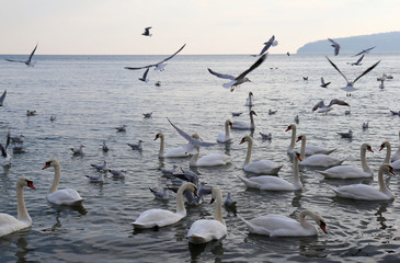 Лебеди и чайки в Чёрном море, Варна (Болгария)  © dinar12