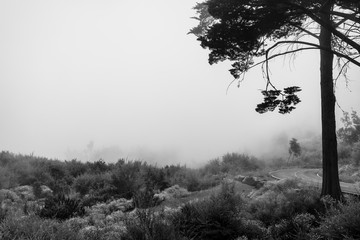 Natural landscape and the highway in the fog extending into the distance. Black and white.