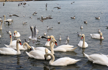 Лебеди и чайки в Чёрном море, Варна (Болгария) 