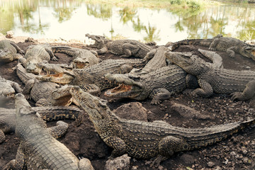 Group of giant Crocodiles on the river bank. Wildlife concept