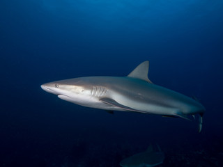 Fototapeta premium Haie