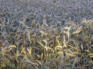 field of rye