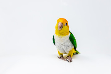A bird is standing in a white background
