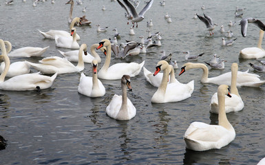 Obraz premium Łabędzie i mewy na Morzu Czarnym, Warna (Bułgaria)