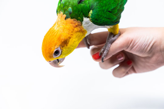 Close up of a bird standing on a woman's hand