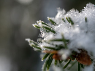 Snow on needles closeup. Snowy forest closeup. Winter in forest. Snow on tree macro.