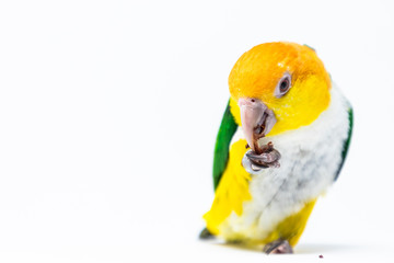 An exotic green and yellow parrot is eating some nut