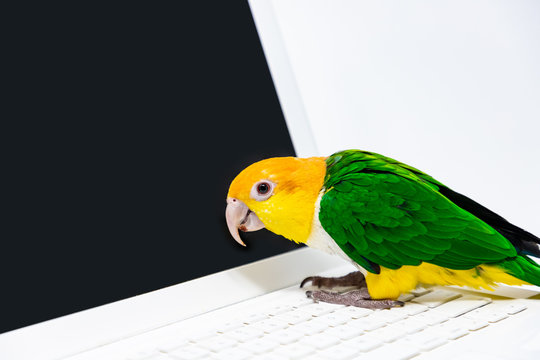 An exotic green and yellow parrot is listening to music from a laptop