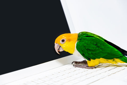 An exotic green and yellow parrot is listening to music from a laptop