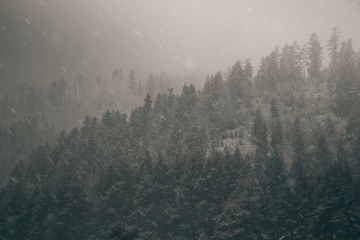 dark moody winter forest