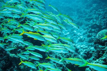 Fototapeta na wymiar Shoal of fish under water