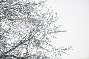 Frozen branches on white sky background. Snowy tree branches with hoarfrost in winter. Plants with white snow close-up. Atmospheric forest landscape with copy space. Snowfall weather.