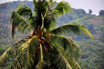 Fototapeta na wymiar Palm tree with young coconut fruit