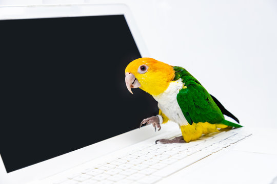 An exotic parrot is standing on the keyboard of a laptop
