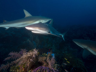 Fototapeta premium Haie