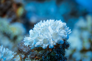 Flora and fauna of the sea and ocean under water