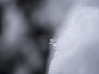 Snowflake closeup photo. Snow macro. Snowflake on macro photo.