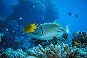 Naklejka na ściany i meble photos of exotic fish under water