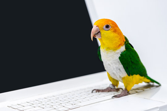 A curious exotic parrot is standing front of a laptop computer