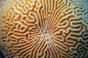 Flora and fauna of the sea and ocean under water