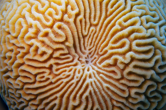 Flora and fauna of the sea and ocean under water