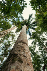 Look up on Coconut palm trunk