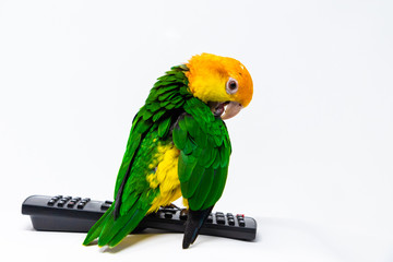 A bird is standing on a remote control and cleaning his wing
