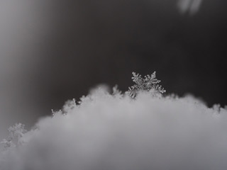 Snowflake closeup photo. Snow macro. Snowflake on macro photo.