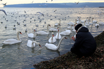 Лебеди и чайки в Чёрном море, Варна (Болгария) 