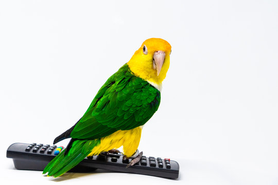 A bird is standing on a remote control