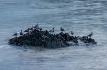 Seagulls on Rock
