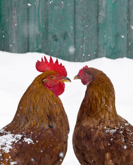 rooster and chicken love birds on snow winter snowflakes fall