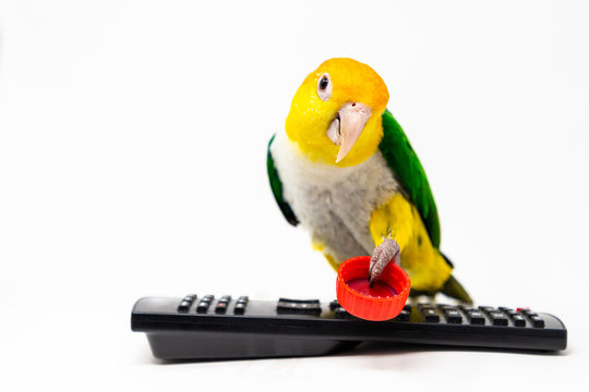 A bird is standing on a remote control holding a red bottle cup with his leg