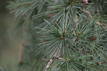 Naklejka na ściany i meble Close up Pine Leaves , Pine Tree Always Used as Christmas Tree for Celebration the Season Greetings.