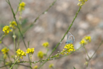 Lycaenidae / Çokgözlü Mavi / / Polyommatus icarus