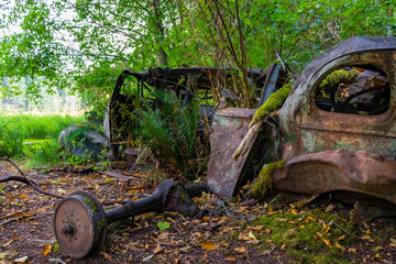 Rusty Car Forest