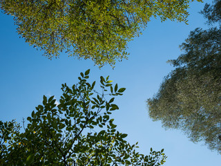 view into the blue sky with treetops of birch and walnut trees