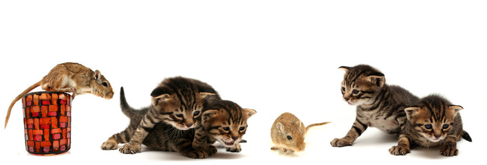 Obraz premium Kocięta i mysz