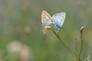 Lycaenidae / Çokgözlü Mavi / / Polyommatus icarus