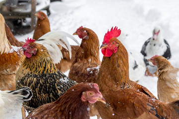 poultry pecking grain talk duck and chicken