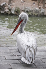 white pelican standing by the Lake