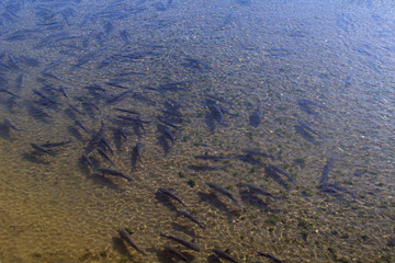 mullet,animal,fish,wildlife,river,water,view,