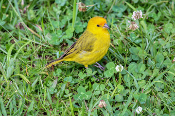 saffron finch 2