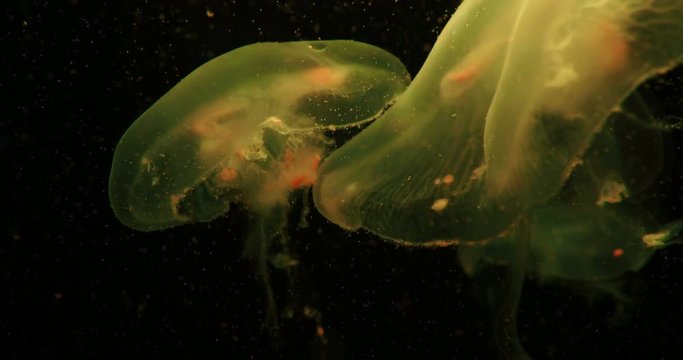 Aurelia aurita, also called common jellyfish, moon jellyfish, moon jelly or saucer jelly floating in tank and illuminated by lamps with different color of glow.
