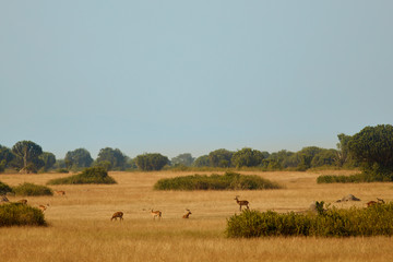 Fototapeta na wymiar Queen Elizabeth National Park