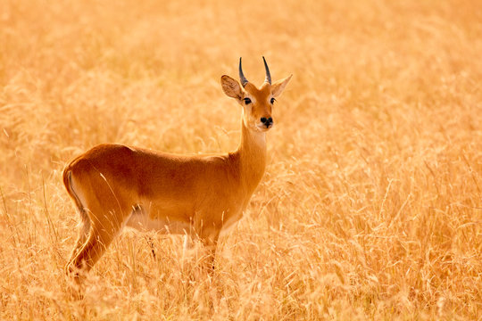 Queen Elizabeth Wildlife