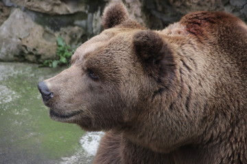 Fototapeta na wymiar Happy Grizzly Brown Bear
