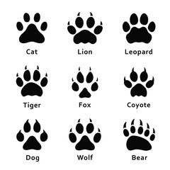 Animals footprints, paw prints. Set of different animals and predators footprints and traces. Cat, lion, leopard, tiger, fox, wolf, coyote, dog, bear © Yevhenii
