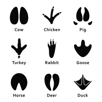 Animals footprints, paw prints. Set of different animals and birds footprints and traces. Cow, chicken, pig, turkey, rabbit, goose, horse, deer, duck